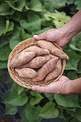 포토 JPG 주간 손 남자 40대 중년 잎 식재료 한명 들기 야외 신체부위 농작물 바구니 한국인 농부 유기농 고구마 주말농장 텃밭 중년남자한명만 국내포토 자연요소 식물 직업 1 웰빙 밭 농업 모션 뿌리채소 사람 동양인 성인 농장 남자한명만 중년남자만 파일형식