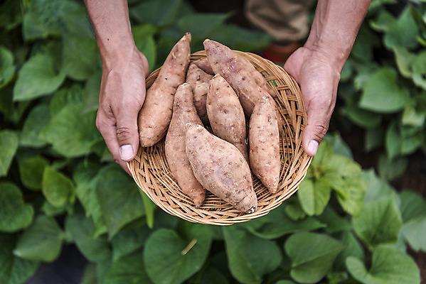 포토 JPG 주간 손 남자 40대 중년 잎 식재료 한명 들기 야외 신체부위 농작물 바구니 한국인 농부 유기농 고구마 주말농장 텃밭 중년남자한명만 국내포토 자연요소 식물 직업 1 웰빙 밭 농업 모션 뿌리채소 사람 동양인 성인 농장 남자한명만 중년남자만 파일형식