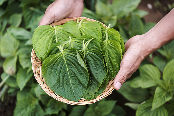 포토 JPG 주간 손 남자 40대 중년 식재료 한명 들기 야외 신체부위 농작물 바구니 한국인 농부 유기농 깻잎 쌈채소 주말농장 텃밭 중년남자한명만 국내포토 자연요소 직업 1 웰빙 밭 농업 채소 모션 사람 동양인 성인 농장 남자한명만 중년남자만 파일형식