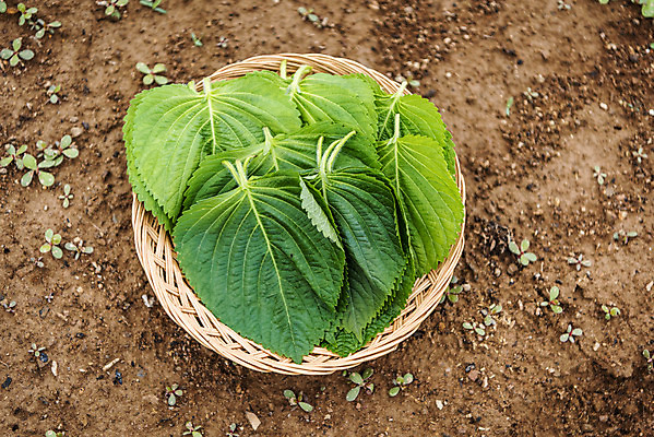 포토 JPG 주간 식재료 사람없음 야외 농작물 하이앵글 바구니 유기농 깻잎 주말농장 텃밭 국내포토 자연요소 웰빙 뷰포인트 밭 농업 채소 농장 파일형식