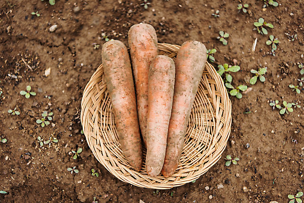 포토 JPG 주간 식재료 사람없음 야외 농작물 하이앵글 바구니 당근 유기농 주말농장 텃밭 국내포토 자연요소 웰빙 뷰포인트 밭 농업 뿌리채소 농장 파일형식