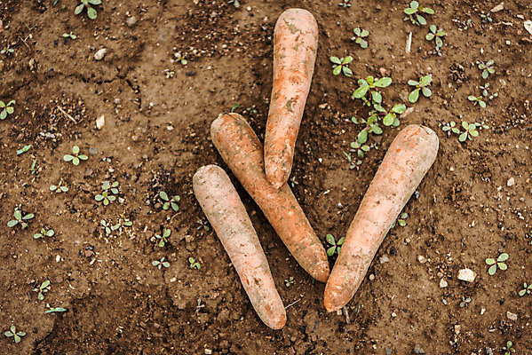 포토 JPG 주간 식재료 사람없음 야외 농작물 하이앵글 당근 유기농 주말농장 텃밭 국내포토 자연요소 웰빙 뷰포인트 밭 농업 뿌리채소 농장 파일형식
