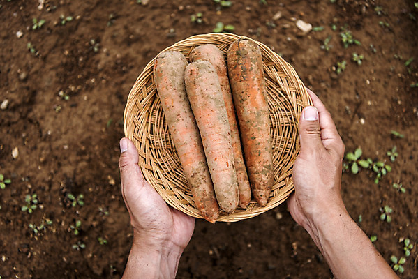 포토 JPG 주간 손 남자 40대 중년 식재료 한명 들기 야외 신체부위 농작물 하이앵글 바구니 당근 한국인 농부 유기농 주말농장 텃밭 중년남자한명만 국내포토 자연요소 직업 1 웰빙 뷰포인트 밭 농업 모션 뿌리채소 사람 동양인 성인 농장 남자한명만 중년남자만 파일형식