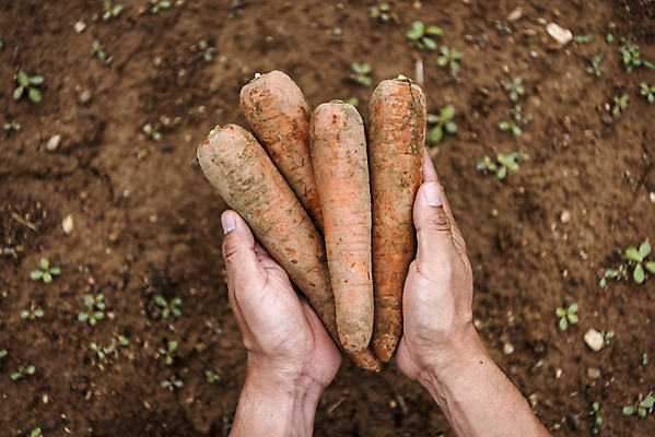 포토 JPG 주간 손 남자 40대 중년 식재료 한명 들기 야외 신체부위 농작물 하이앵글 당근 한국인 농부 유기농 주말농장 텃밭 중년남자한명만 국내포토 자연요소 직업 1 웰빙 뷰포인트 밭 농업 모션 뿌리채소 사람 동양인 성인 농장 남자한명만 중년남자만 파일형식