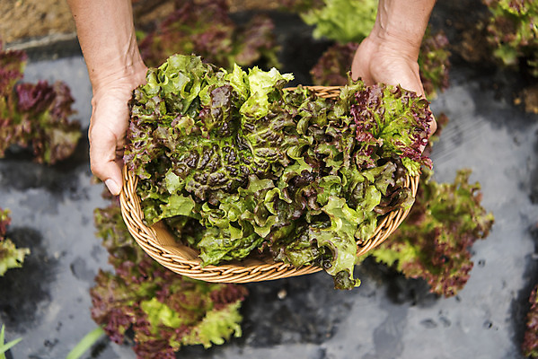 포토 JPG 주간 손 남자 40대 중년 식재료 한명 들기 야외 신체부위 농작물 하이앵글 바구니 한국인 농부 상추 유기농 쌈채소 주말농장 텃밭 중년남자한명만 국내포토 자연요소 직업 1 웰빙 뷰포인트 밭 농업 채소 모션 사람 동양인 성인 농장 남자한명만 중년남자만 파일형식