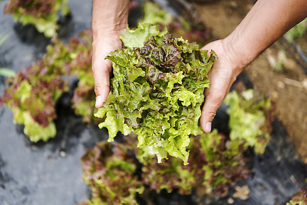 포토 JPG 주간 손 남자 40대 중년 식재료 한명 들기 야외 신체부위 농작물 하이앵글 한국인 농부 상추 유기농 쌈채소 주말농장 텃밭 중년남자한명만 국내포토 자연요소 직업 1 웰빙 뷰포인트 밭 농업 채소 모션 사람 동양인 성인 농장 남자한명만 중년남자만 파일형식