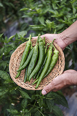 포토 JPG 주간 손 남자 40대 중년 식재료 고추 한명 들기 야외 신체부위 농작물 하이앵글 바구니 한국인 농부 유기농 주말농장 텃밭 중년남자한명만 국내포토 자연요소 직업 1 웰빙 뷰포인트 밭 농업 채소 모션 사람 동양인 성인 농장 남자한명만 중년남자만 파일형식