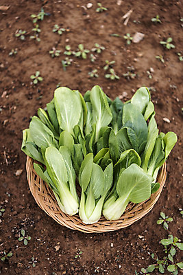 포토 JPG 주간 식재료 사람없음 야외 농작물 하이앵글 바구니 유기농 청경채 주말농장 텃밭 국내포토 자연요소 웰빙 뷰포인트 밭 농업 채소 농장 파일형식