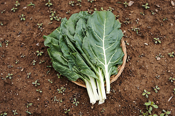 포토 JPG 주간 식재료 사람없음 야외 농작물 하이앵글 바구니 유기농 주말농장 케일 텃밭 국내포토 자연요소 웰빙 뷰포인트 밭 농업 채소 농장 파일형식