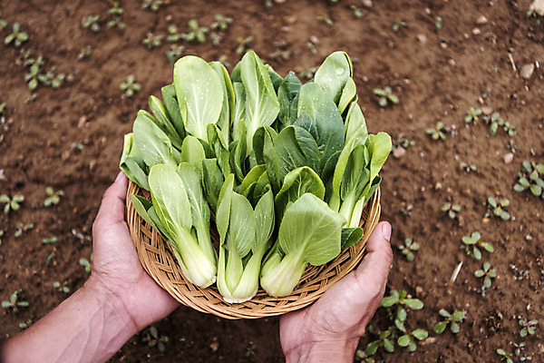 포토 JPG 주간 손 남자 40대 중년 식재료 한명 들기 야외 신체부위 농작물 하이앵글 바구니 한국인 농부 유기농 청경채 주말농장 텃밭 중년남자한명만 국내포토 자연요소 직업 1 웰빙 뷰포인트 밭 농업 채소 모션 사람 동양인 성인 농장 남자한명만 중년남자만 파일형식