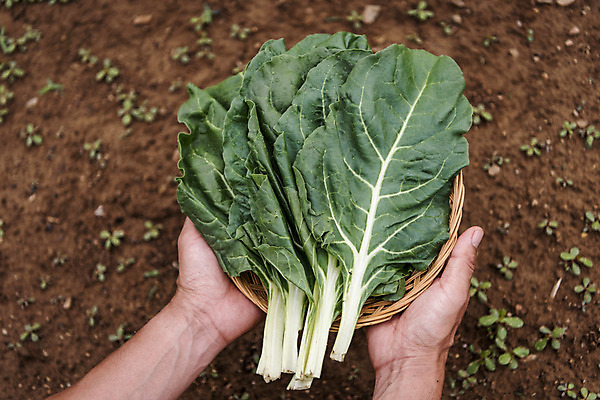 포토 JPG 주간 손 남자 40대 중년 식재료 한명 들기 야외 신체부위 농작물 하이앵글 바구니 한국인 농부 유기농 주말농장 케일 텃밭 중년남자한명만 국내포토 자연요소 직업 1 웰빙 뷰포인트 밭 농업 채소 모션 사람 동양인 성인 농장 남자한명만 중년남자만 파일형식