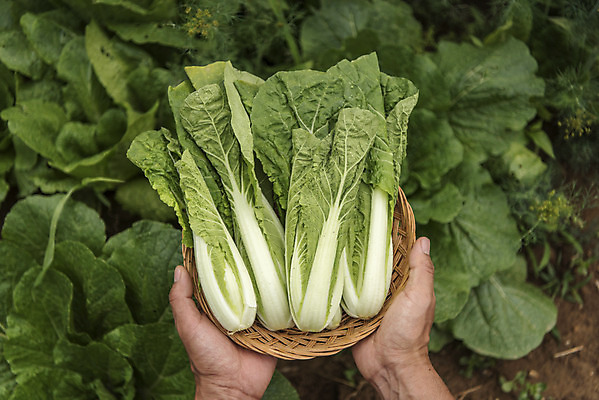 포토 JPG 주간 손 남자 40대 중년 식재료 한명 들기 야외 신체부위 농작물 하이앵글 바구니 한국인 농부 배추 유기농 주말농장 텃밭 중년남자한명만 국내포토 자연요소 직업 1 웰빙 뷰포인트 밭 농업 채소 모션 사람 동양인 성인 농장 남자한명만 중년남자만 파일형식