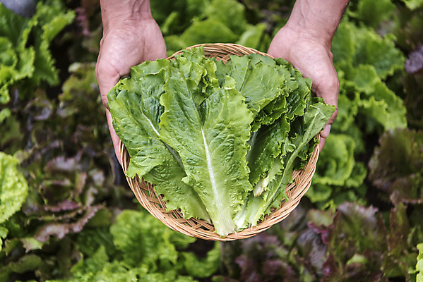 포토 JPG 주간 손 남자 40대 중년 식재료 한명 들기 야외 신체부위 농작물 하이앵글 바구니 한국인 농부 유기농 쌈채소 주말농장 텃밭 중년남자한명만 국내포토 자연요소 직업 1 웰빙 뷰포인트 밭 농업 채소 모션 사람 동양인 성인 농장 남자한명만 중년남자만 파일형식