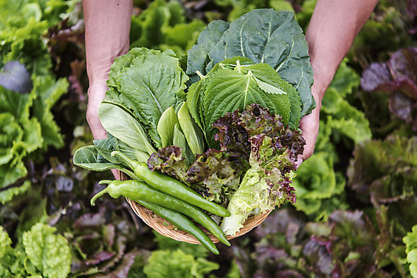 포토 JPG 주간 손 남자 40대 중년 식재료 고추 한명 들기 야외 신체부위 농작물 하이앵글 바구니 한국인 농부 상추 유기농 깻잎 쌈채소 주말농장 케일 텃밭 중년남자한명만 국내포토 자연요소 직업 1 웰빙 뷰포인트 밭 농업 채소 모션 사람 동양인 성인 농장 남자한명만 중년남자만 파일형식