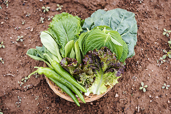 포토 JPG 주간 식재료 고추 사람없음 야외 농작물 하이앵글 바구니 상추 유기농 깻잎 청경채 쌈채소 주말농장 케일 텃밭 국내포토 자연요소 웰빙 뷰포인트 밭 농업 채소 농장 파일형식