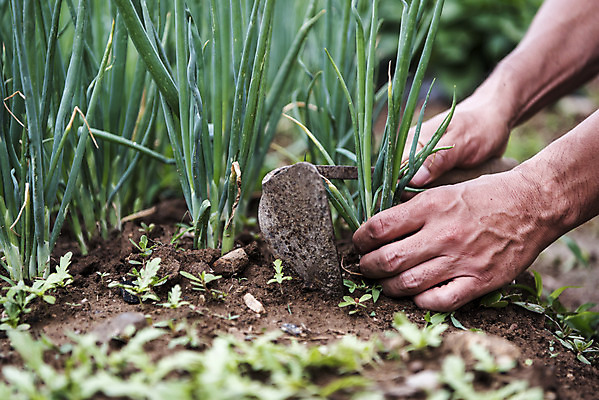 포토 JPG 주간 손 남자 40대 중년 식재료 한명 들기 야외 신체부위 농작물 한국인 농부 유기농 파 주말농장 텃밭 호미 중년남자한명만 국내포토 자연요소 직업 1 웰빙 밭 농업 채소 모션 사람 동양인 성인 농장 농기구 남자한명만 중년남자만 파일형식