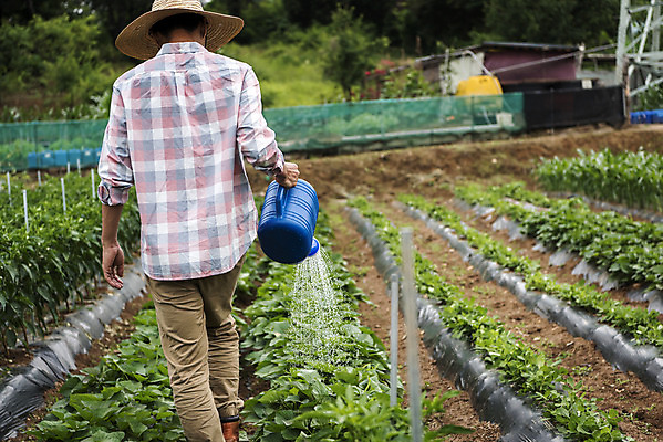 포토 JPG 주간 남자 40대 중년 식재료 한명 서기 상반신 야외 뒷모습 농작물 물뿌리개 한국인 농부 유기농 주말농장 텃밭 중년남자한명만 국내포토 자연요소 직업 1 웰빙 뷰포인트 밭 농업 모션 사람 동양인 성인 농장 남자한명만 중년남자만 파일형식