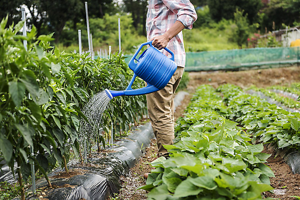 포토 JPG 주간 남자 40대 중년 식재료 한명 서기 야외 옆모습 농작물 물뿌리개 한국인 하반신 농부 유기농 주말농장 텃밭 중년남자한명만 국내포토 자연요소 직업 1 웰빙 뷰포인트 밭 농업 모션 사람 동양인 성인 농장 남자한명만 중년남자만 파일형식