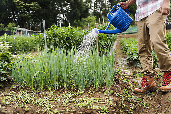 포토 JPG 주간 남자 40대 중년 식재료 한명 서기 야외 옆모습 농작물 물뿌리개 한국인 하반신 농부 유기농 주말농장 텃밭 중년남자한명만 국내포토 자연요소 직업 1 웰빙 뷰포인트 밭 농업 모션 사람 동양인 성인 농장 남자한명만 중년남자만 파일형식