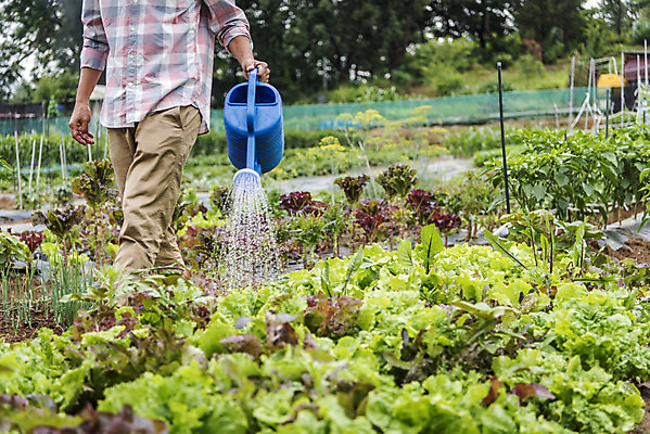 포토 JPG 주간 남자 40대 중년 식재료 한명 서기 야외 앞모습 농작물 물뿌리개 한국인 하반신 농부 유기농 주말농장 텃밭 중년남자한명만 국내포토 자연요소 직업 1 웰빙 뷰포인트 밭 농업 모션 사람 동양인 성인 농장 남자한명만 중년남자만 파일형식