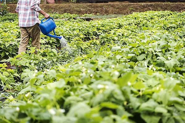 포토 JPG 주간 남자 40대 중년 식재료 한명 서기 상반신 야외 뒷모습 농작물 물뿌리개 한국인 농부 유기농 주말농장 텃밭 중년남자한명만 국내포토 자연요소 직업 1 웰빙 뷰포인트 밭 농업 모션 사람 동양인 성인 농장 남자한명만 중년남자만 파일형식