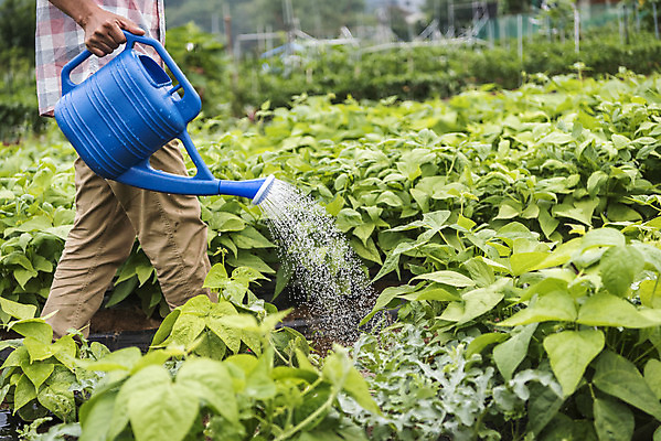 포토 JPG 주간 남자 40대 중년 식재료 한명 야외 옆모습 농작물 걷기 물뿌리개 한국인 하반신 농부 유기농 주말농장 텃밭 중년남자한명만 국내포토 자연요소 직업 1 웰빙 뷰포인트 밭 농업 모션 사람 동양인 성인 농장 남자한명만 중년남자만 파일형식