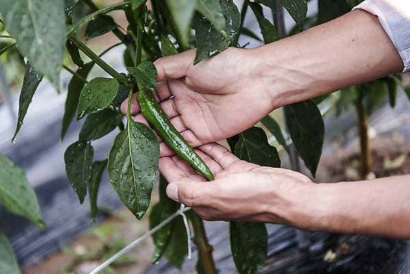 포토 JPG 주간 손 남자 40대 중년 식재료 고추 한명 야외 신체부위 농작물 한국인 농부 유기농 고추밭 주말농장 텃밭 중년남자한명만 국내포토 자연요소 직업 1 웰빙 밭 농업 채소 사람 동양인 성인 농장 남자한명만 중년남자만 파일형식