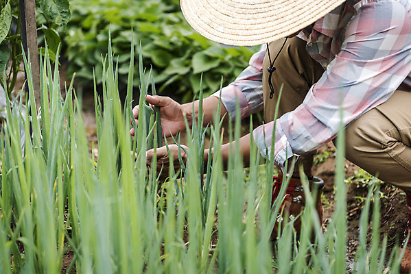 포토 JPG 주간 전신 남자 40대 중년 식재료 한명 야외 옆모습 농작물 한국인 농부 유기농 파 주말농장 텃밭 중년남자한명만 국내포토 자연요소 직업 1 웰빙 뷰포인트 밭 농업 채소 사람 동양인 성인 농장 남자한명만 중년남자만 파일형식