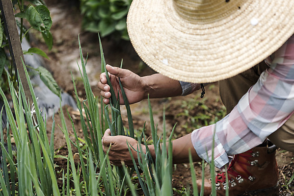 포토 JPG 주간 전신 남자 40대 중년 식재료 한명 야외 옆모습 농작물 한국인 농부 유기농 파 주말농장 텃밭 중년남자한명만 국내포토 자연요소 직업 1 웰빙 뷰포인트 밭 농업 채소 사람 동양인 성인 농장 남자한명만 중년남자만 파일형식