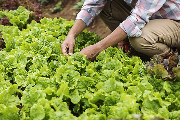 포토 JPG 주간 남자 40대 중년 식재료 한명 야외 농작물 한국인 하반신 농부 상추 유기농 상추밭 주말농장 텃밭 중년남자한명만 국내포토 자연요소 직업 1 웰빙 밭 농업 채소 사람 동양인 성인 농장 남자한명만 중년남자만 파일형식