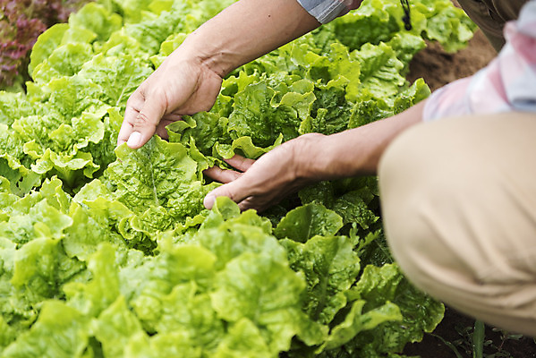 포토 JPG 주간 남자 40대 중년 식재료 한명 야외 농작물 한국인 하반신 농부 상추 유기농 상추밭 주말농장 텃밭 중년남자한명만 국내포토 자연요소 직업 1 웰빙 밭 농업 채소 사람 동양인 성인 농장 남자한명만 중년남자만 파일형식