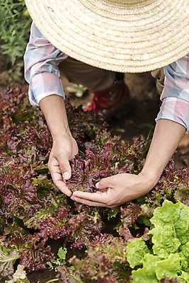 포토 JPG 주간 전신 남자 40대 중년 식재료 한명 야외 앞모습 농작물 한국인 농부 상추 유기농 상추밭 주말농장 텃밭 중년남자한명만 국내포토 자연요소 직업 1 웰빙 뷰포인트 밭 농업 채소 사람 동양인 성인 농장 남자한명만 중년남자만 파일형식