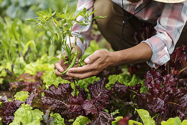 포토 JPG 주간 전신 남자 40대 중년 식재료 고추 한명 야외 앞모습 농작물 한국인 농부 상추 유기농 주말농장 텃밭 중년남자한명만 국내포토 자연요소 직업 1 웰빙 뷰포인트 밭 농업 채소 사람 동양인 성인 농장 남자한명만 중년남자만 파일형식