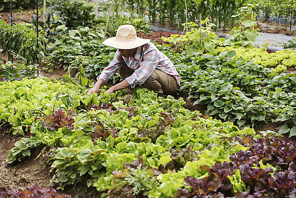 포토 JPG 주간 전신 남자 40대 중년 밭 식재료 한명 야외 옆모습 농작물 한국인 농부 상추 유기농 쌈채소 주말농장 텃밭 중년남자한명만 국내포토 자연요소 직업 1 웰빙 뷰포인트 농업 채소 사람 동양인 성인 농장 남자한명만 중년남자만 파일형식