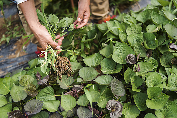 포토 JPG 주간 손 남자 40대 중년 식재료 한명 야외 신체부위 농작물 한국인 잡초 농부 유기농 고구마 채소밭 주말농장 텃밭 중년남자한명만 국내포토 자연요소 식물 직업 1 웰빙 밭 농업 뿌리채소 사람 동양인 성인 농장 남자한명만 중년남자만 파일형식