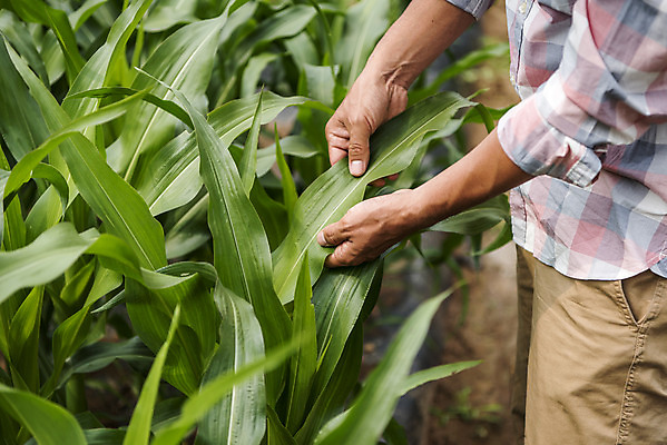 포토 JPG 주간 남자 40대 중년 잎 식재료 옥수수 한명 상반신 야외 옆모습 농작물 한국인 농부 유기농 옥수수밭 주말농장 텃밭 중년남자한명만 국내포토 자연요소 식물 직업 1 웰빙 뷰포인트 밭 농업 곡류 사람 동양인 성인 농장 남자한명만 중년남자만 파일형식