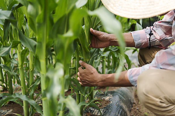 포토 JPG 주간 남자 40대 중년 잎 식재료 옥수수 한명 상반신 야외 옆모습 농작물 한국인 농부 유기농 옥수수밭 주말농장 텃밭 중년남자한명만 국내포토 자연요소 식물 직업 1 웰빙 뷰포인트 밭 농업 곡류 사람 동양인 성인 농장 남자한명만 중년남자만 파일형식