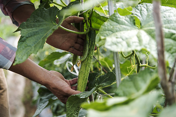 포토 JPG 주간 손 남자 40대 중년 식재료 오이 한명 야외 신체부위 농작물 한국인 농부 유기농 오이밭 주말농장 텃밭 중년남자한명만 국내포토 자연요소 직업 1 웰빙 밭 농업 채소 사람 동양인 성인 농장 남자한명만 중년남자만 파일형식