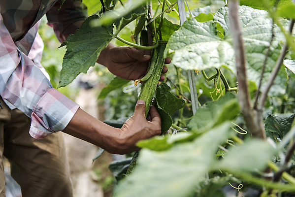 포토 JPG 주간 손 남자 40대 중년 식재료 오이 한명 야외 신체부위 농작물 한국인 농부 유기농 오이밭 주말농장 텃밭 중년남자한명만 국내포토 자연요소 직업 1 웰빙 밭 농업 채소 사람 동양인 성인 농장 남자한명만 중년남자만 파일형식