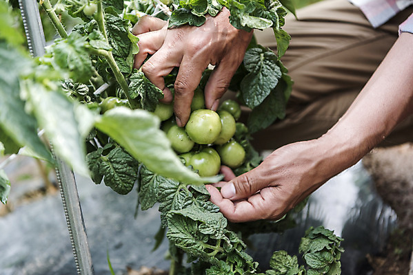 포토 JPG 주간 남자 40대 중년 토마토 식재료 한명 상반신 야외 옆모습 농작물 한국인 농부 유기농 주말농장 텃밭 중년남자한명만 토마토밭 국내포토 자연요소 직업 1 웰빙 뷰포인트 밭 농업 채소 사람 동양인 성인 농장 남자한명만 중년남자만 파일형식