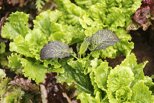 포토 JPG 주간 식재료 근접촬영 취미 사람없음 야외 농작물 하이앵글 농사 유기농 주말 주말농장 텃밭 적상추 국내포토 자연요소 웰빙 뷰포인트 밭 농업 농장 상추 파일형식