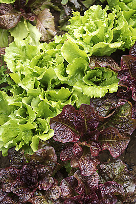 포토 JPG 주간 식재료 근접촬영 취미 사람없음 야외 농작물 하이앵글 농사 유기농 주말 주말농장 텃밭 로메인상추 청로메인 국내포토 자연요소 웰빙 뷰포인트 밭 농업 농장 상추 파일형식