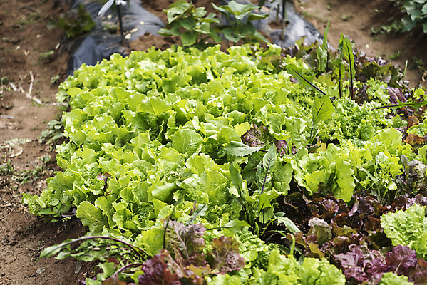 포토 JPG 주간 식재료 취미 사람없음 야외 농작물 농사 유기농 주말 주말농장 텃밭 로메인상추 청로메인 국내포토 자연요소 웰빙 밭 농업 농장 상추 파일형식
