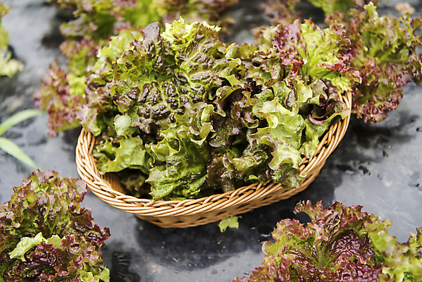 포토 JPG 주간 식재료 근접촬영 취미 사람없음 야외 농작물 바구니 농사 상추 유기농 주말 주말농장 텃밭 국내포토 자연요소 웰빙 뷰포인트 밭 농업 채소 농장 파일형식