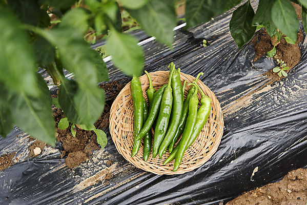 포토 JPG 주간 식재료 고추 취미 사람없음 야외 농작물 하이앵글 바구니 농사 유기농 주말 고추밭 주말농장 텃밭 국내포토 자연요소 웰빙 뷰포인트 밭 농업 채소 농장 파일형식