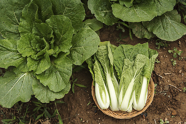 포토 JPG 주간 식재료 근접촬영 취미 사람없음 야외 농작물 하이앵글 바구니 농사 배추 유기농 주말 배추밭 쌈채소 주말농장 텃밭 국내포토 자연요소 웰빙 뷰포인트 밭 농업 채소 농장 파일형식