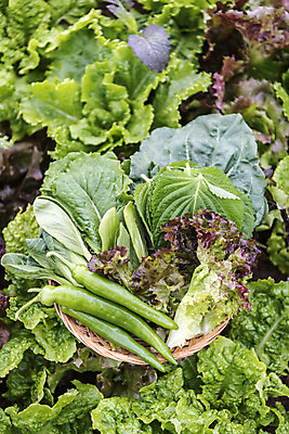 포토 JPG 주간 식재료 고추 취미 사람없음 야외 농작물 하이앵글 바구니 농사 상추 유기농 깻잎 주말 쌈채소 주말농장 텃밭 국내포토 자연요소 웰빙 뷰포인트 밭 농업 채소 농장 파일형식