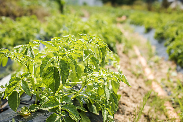 포토 JPG 주간 식재료 취미 사람없음 야외 농작물 농사 유기농 주말 고추밭 주말농장 텃밭 국내포토 자연요소 웰빙 밭 농업 농장 파일형식