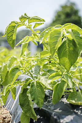 포토 JPG 주간 식재료 취미 사람없음 야외 농작물 농사 유기농 주말 고추밭 주말농장 텃밭 국내포토 자연요소 웰빙 밭 농업 농장 파일형식