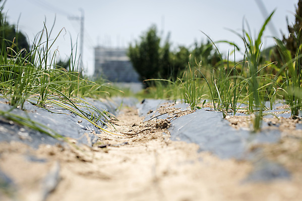 포토 JPG 주간 식재료 취미 사람없음 야외 아웃포커스 농작물 농사 유기농 주말 주말농장 텃밭 파밭 국내포토 자연요소 웰빙 밭 농업 촬영기법 농장 파일형식